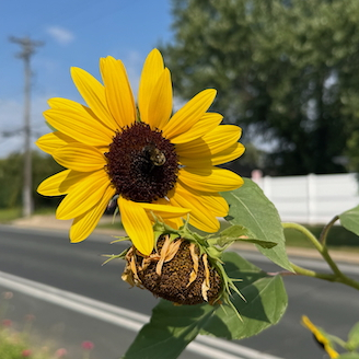 two sunflowers